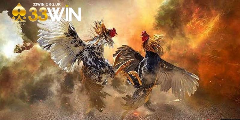 Hướng dẫn cách chơi đá gà online tại 33win