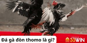 Đá gà Thomo là gì?